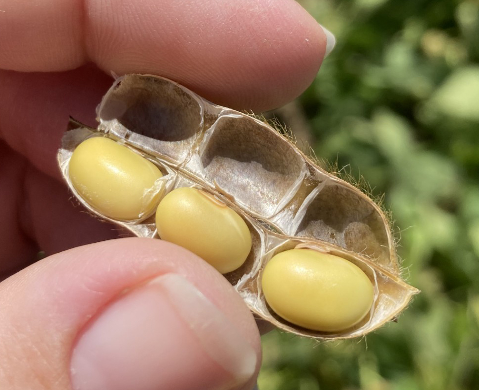 Closeup of a soybean at R7 growth cut in half.